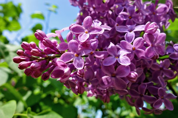 Сирень Кремлевские куранты