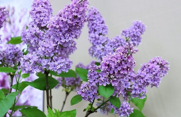 Сирень Mauve Mist
