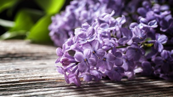 Сирень цветы крупным планом