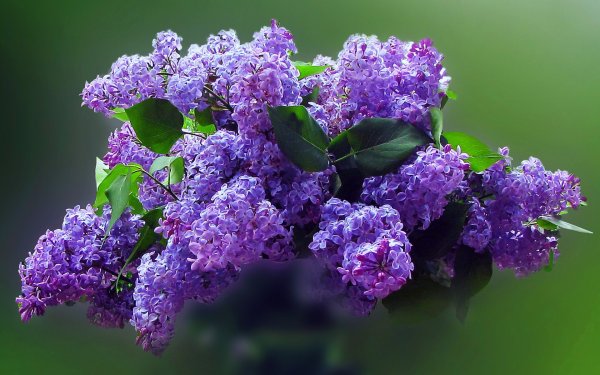 Сирень Syringa