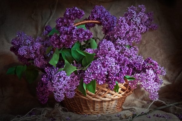 Сирень обыкновенная леди Линдсей