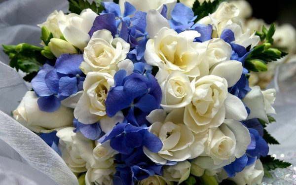 Фрезия (Freesia)