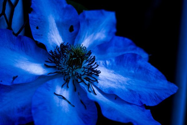 Blue Diadem Василек