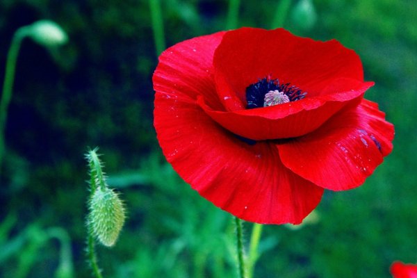 Papaver цветок