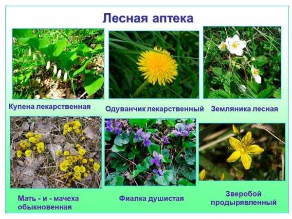 Лесные лекарственные растения