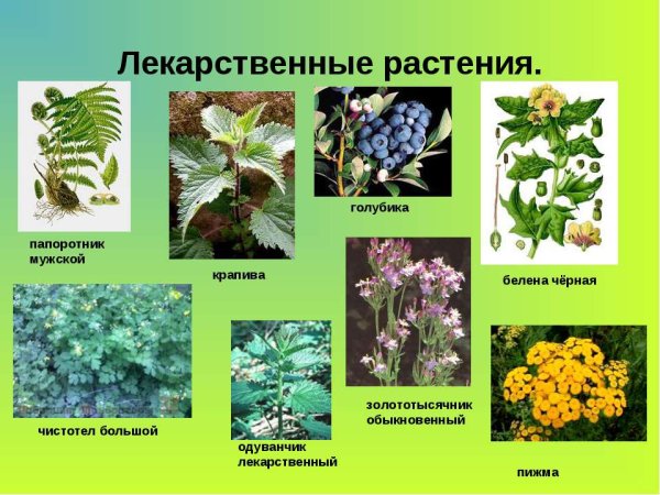 Лекарственные травы в лесу