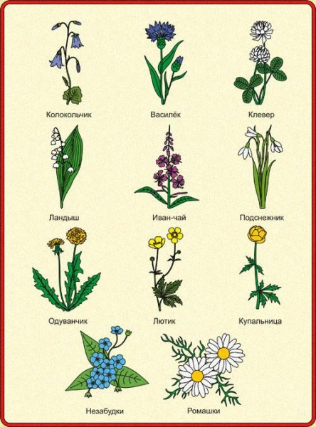 цветы картинки для детей с названием, карточки Домана | Цветы, Для детей, Полевые цветы
