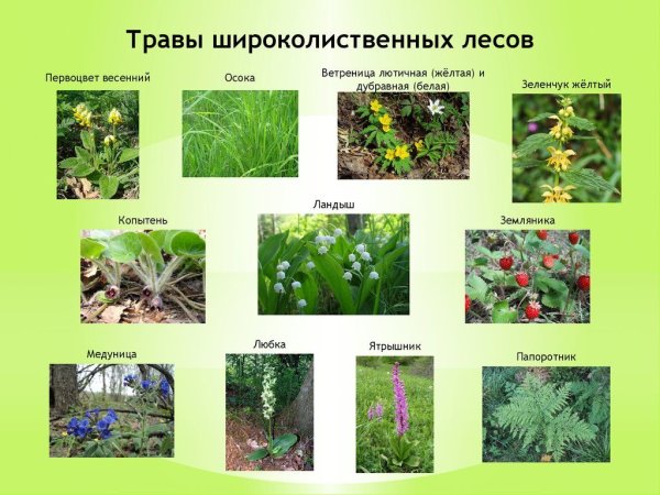 Травянистые растения леса