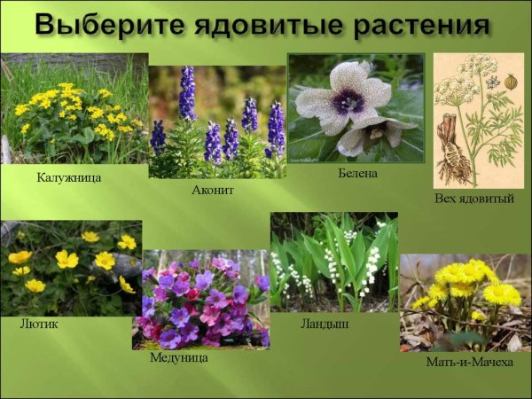 Ядовитые Лесные растения
