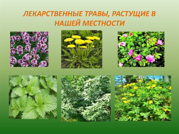 Лечебные растения
