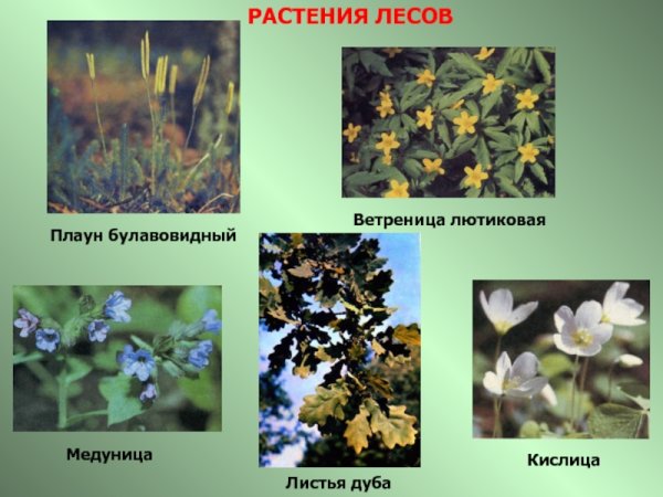 Название летныхрастений