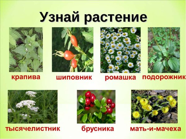 Травянистые растения Лесная аптека