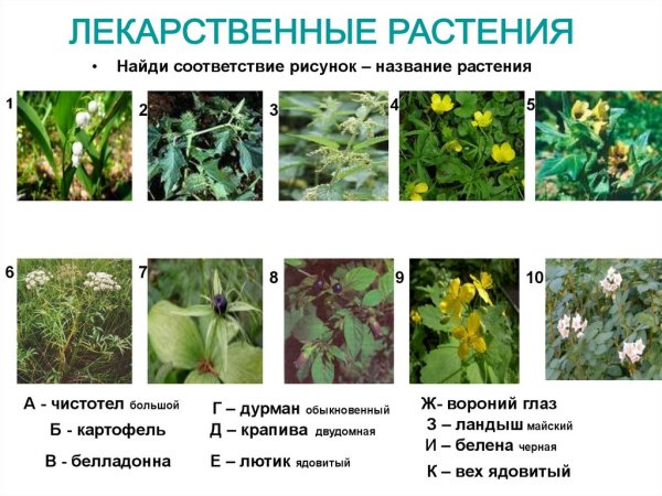 Лекарственные растения картинки для детей