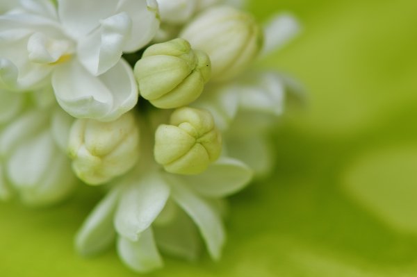 Зеленая сирень
