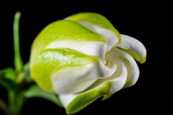 Букет зеленых роз