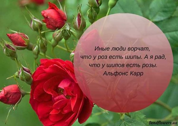 Красивые высказывания о цветах