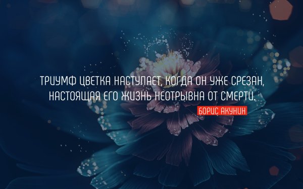 Афоризмы про цветы