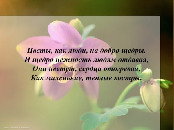 Высказывания о цветах