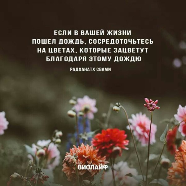 Цитаты про цветы