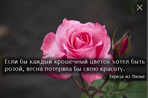 Афоризмы про цветы