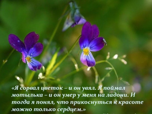 Красивые высказывания о розах