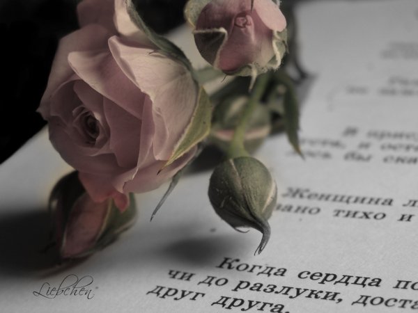Цитаты о цветах