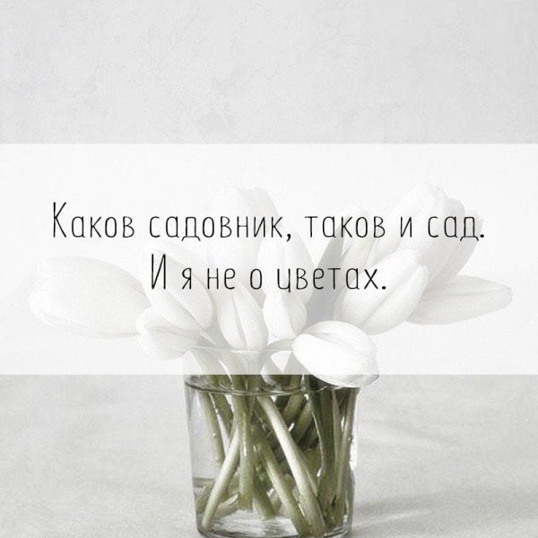 Красивые высказывания о розах