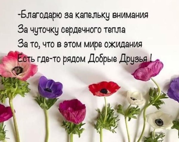Высказывания о жизни и цветах