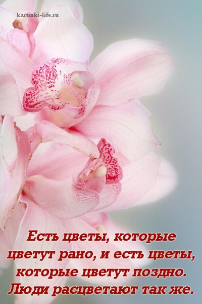 Высказывания про розы и женщин