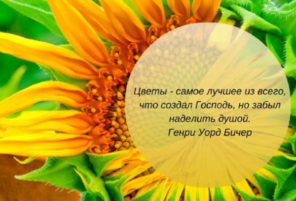 Цитаты о людях и цветах