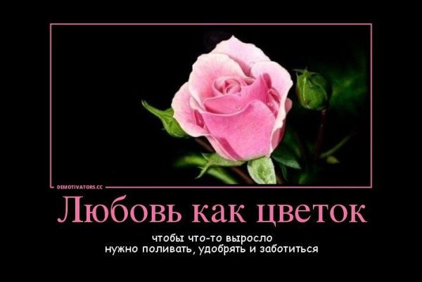 Книга цветы