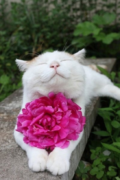 Кот в ромашках