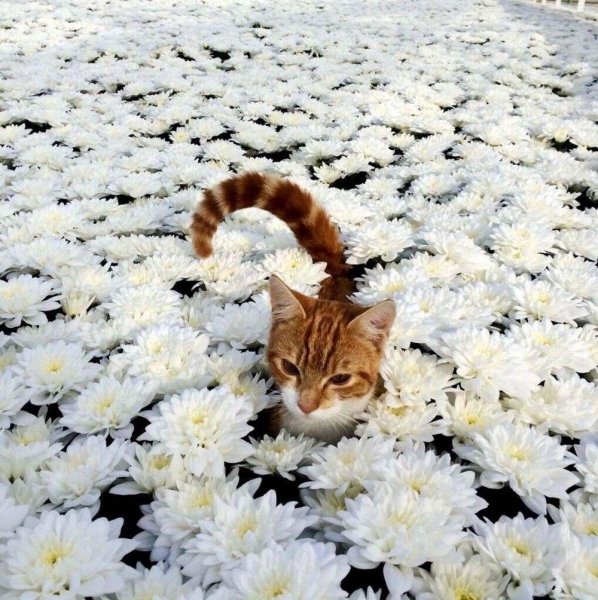 Смешные цветы