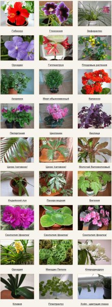 Фото комнатных растений и названия