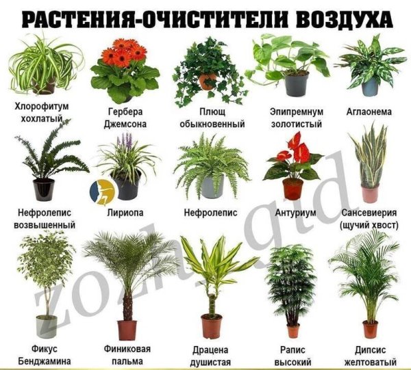 комнатные растения список