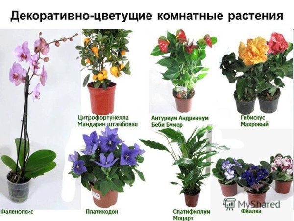 Названия комнатных растений по алфавиту