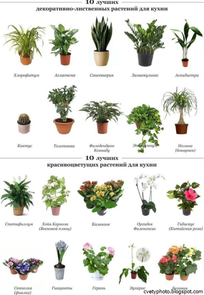 Алфавитный список комнатных растений