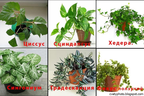 Комнатные растения: фото и названия по алфавиту. Их характеристика