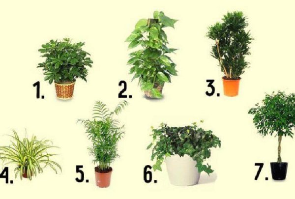 🏵 Естественная красота комнатных растений: как подобрать лучший вариант по фото и названию