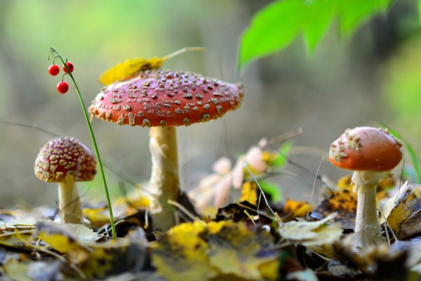 Осень лес грибы мухоморы