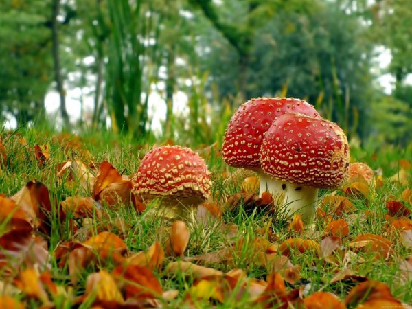 Мухомор Amanita muscaria