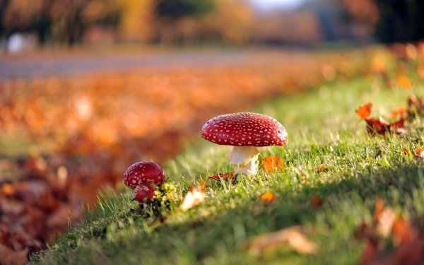 Сентябрь природа грибы