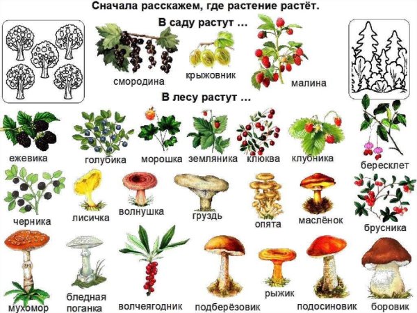 Грибы и ягоды съедобные и несъедобные грибы и ягоды