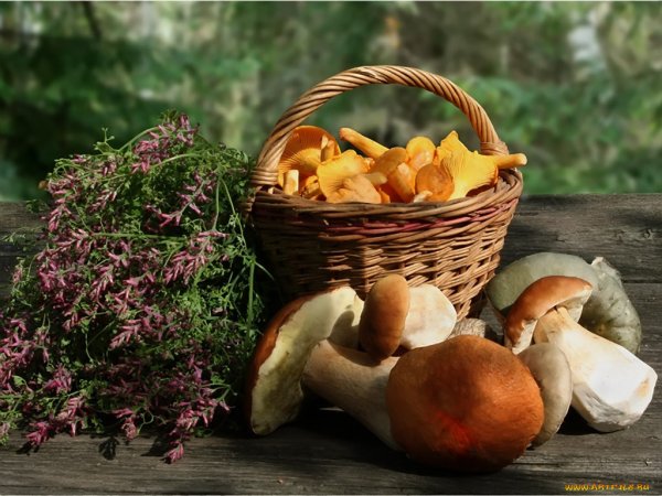 Корзинка с грибами и ягодами