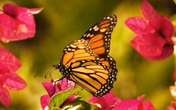 Самые красивые бабочки в мире (100 фото)