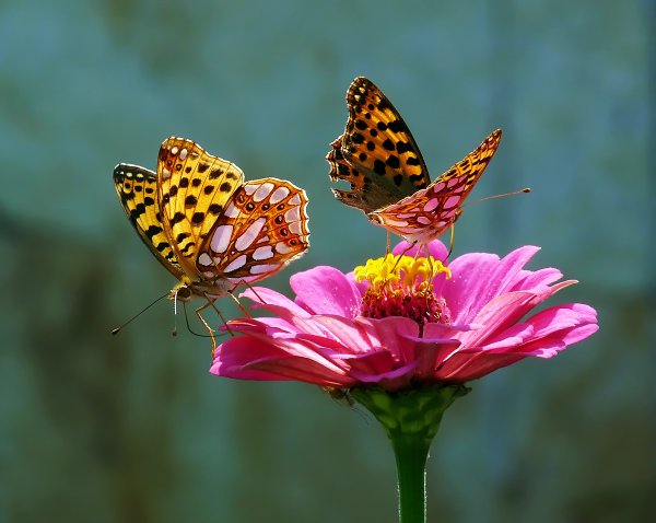 Красная природа