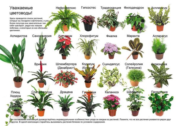 Каталог комнатных растений с фото и названиями
