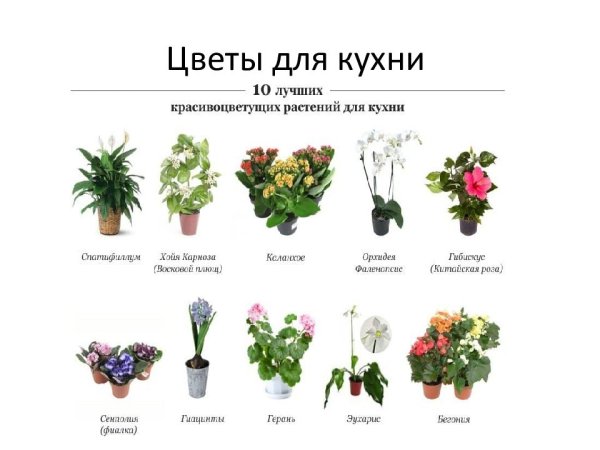 Названия комнатных растений по алфавиту
