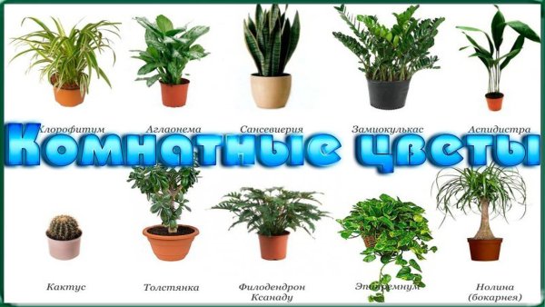 Название домашних цветов