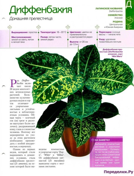 Список комнатных растений